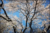 DSC_6410_1.jpg