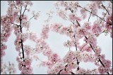 DSC_7406_1.jpg