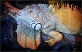 DSC_7626_1.jpg