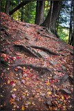 DSC_2628_1.jpg