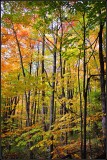 DSC_2642_1.jpg