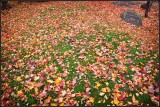 DSC_2968_1.jpg