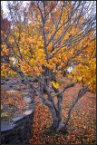 DSC_2987_1.jpg
