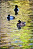 DSC_4099_1.jpg