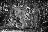 DSC_4132_1.jpg