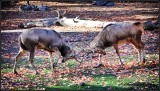 DSC_4186_1.jpg