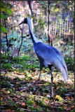 DSC_4443_1.jpg