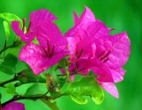 Bougainvillea