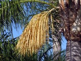Flowers of the Palm Tree