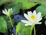 Water lily 008.jpg
