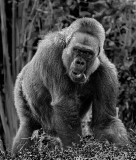 _MG_67928bw.jpg