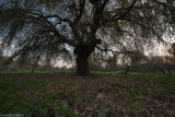 DSC_3350.jpg