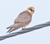 Red-footed Falcon (Falco vespertinus)