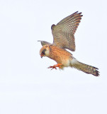 Red-footed Falcon (Falco vespertinus)