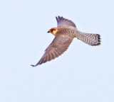 Red-footed Falcon (Falco vespertinus)