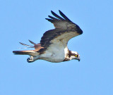 Osprey (Pandion haliaetus)