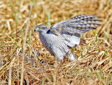 Goshawk (Accipiter gentilis)