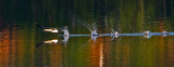 Black-throated Diver (Gavia arctica)
