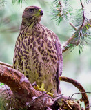 Goshawk (Accipiter gentilis)