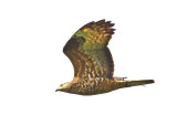 Honey Buzzard (Pernis apivorus)