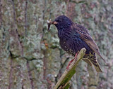 Starling (Sturnus vulgaris)
