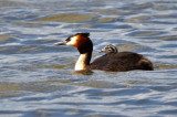 Great Crested Grebe (Podiceps cristatus)