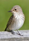 Spotted Flycatcher (Muscicapa striata)