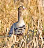White-fronted Goose (Anser albifrons) 