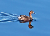 Little Grebe (Tachybaptus ruficollis)