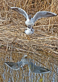 Black-headed Gull (Larus ridibundus)