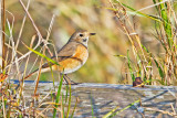 Redstart (Phoenicurus phoenicurus)