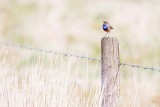 Blue-throat