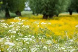 Cow parsley, buttercups and willows