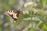 Swallow tail  -   Koninginnepage