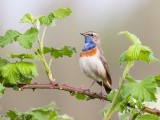 Blue throat