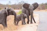 Elephant family