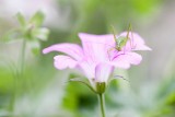 Speckled bush cricket (Juvenile)