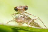 New born damselfly