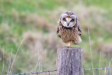 Short-eared owl  -  Velduil