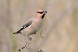 Pestvogel  /  waxwing