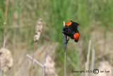 Red-winged Blackbird - Agelaius phoeniceus - Epauletspreeuw