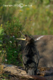 Double-crested Cormorant - Phalacrocorax auritus - Geoorde Aalscholver