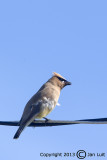 Cedar Waxwing - Bombycilla cedrorum - Cedarpestvogel