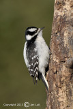 Downy Woodpecker - Picoides pubecens - Donsspecht