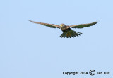 Common Kestrel - Falco tinnunculus - Torenvalk 001