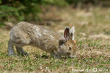 Snowshoe Hare - Lepus americanus- Amerikaanse Sneeuwhaas 010