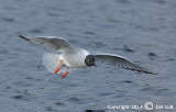 Bonapartes Gull - Larus philadelphia - Kleine Kokmeeuw 002