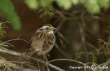White-throated Sparrow - Zonotrichia albicollis - Witkeelgors 003