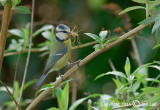 Eurasian Blue Tit - Cyanistes caeruleus - Pimpelmees 002