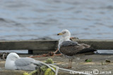 Lesser Black-backed Gull - Larus fuscus - Kleine Mantelmeeuw 001